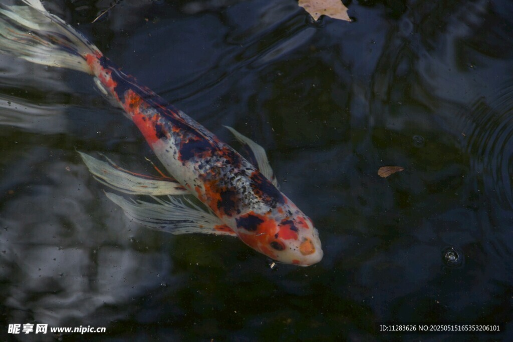 水中锦鲤悠游