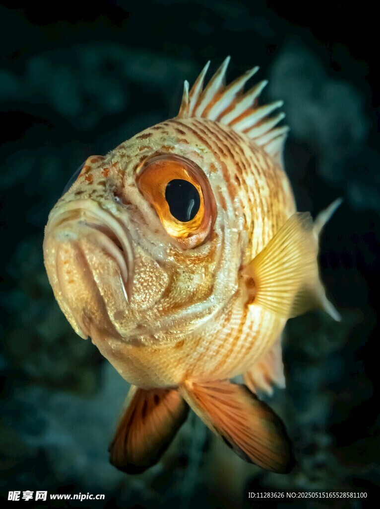 深海怪鱼特写