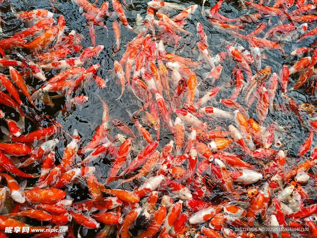 群鱼涌动的壮观景象