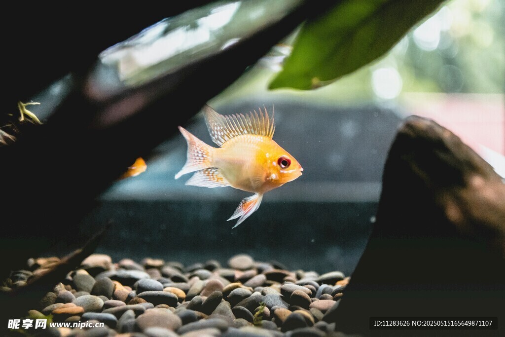 水中游弋的美丽小金鱼