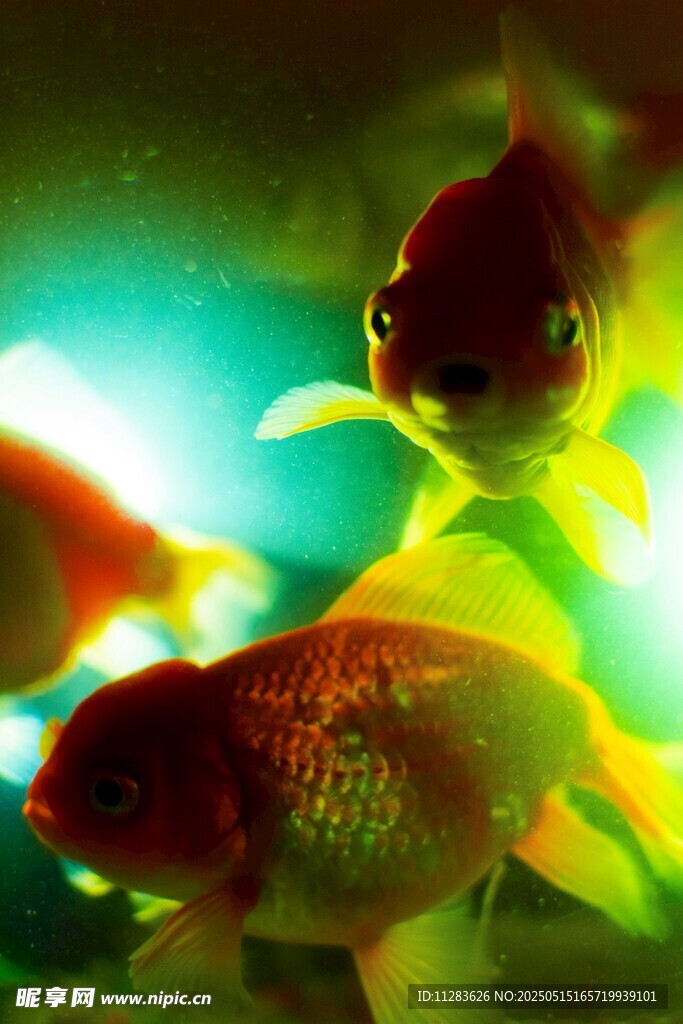 灵动金鱼在水中悠游
