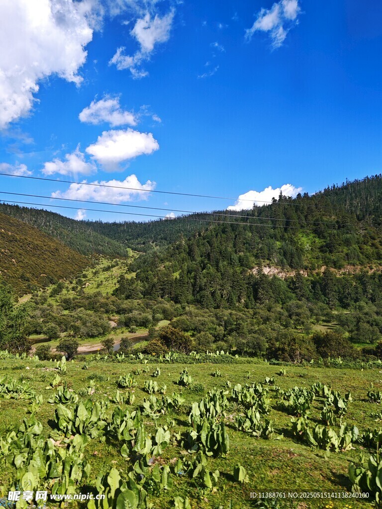 山间绿野风光