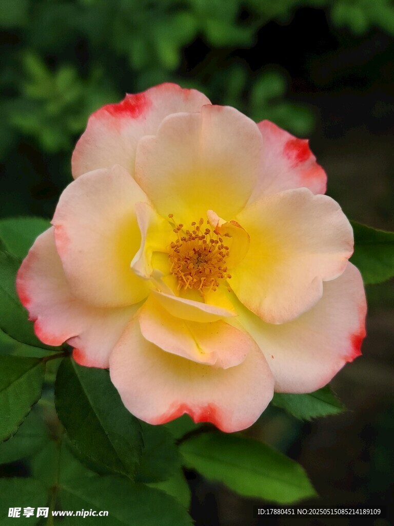 月季