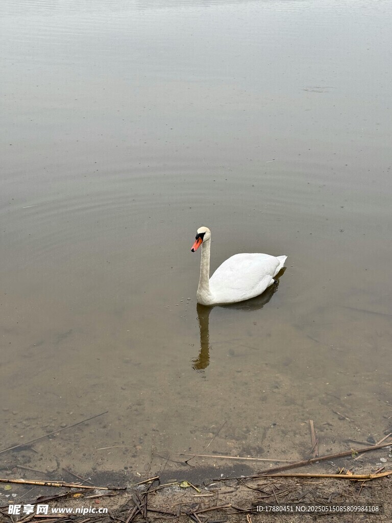 天鹅