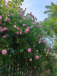 花墙