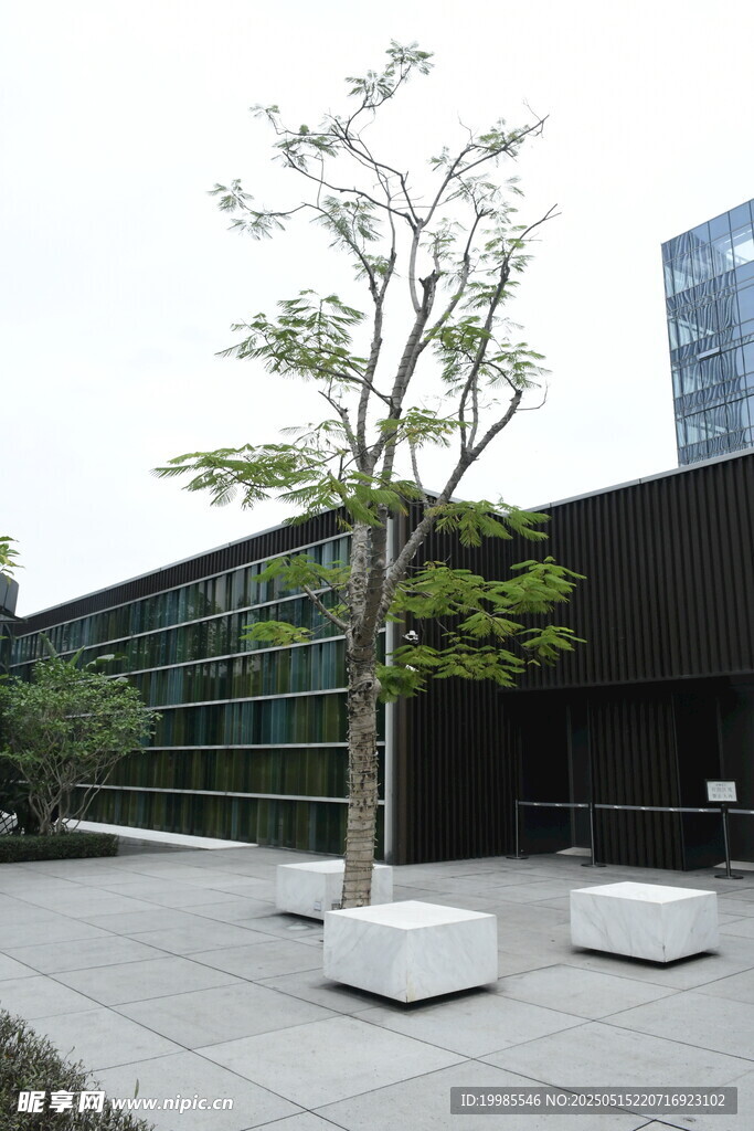 景观树