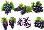 葡萄插画