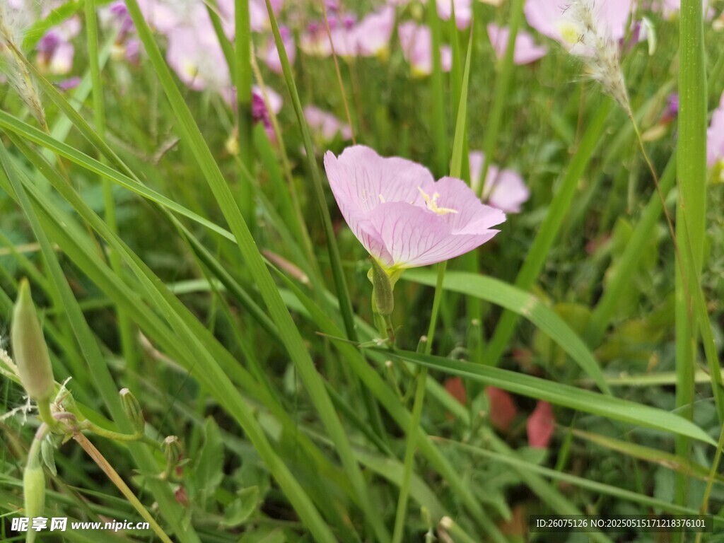 月见草