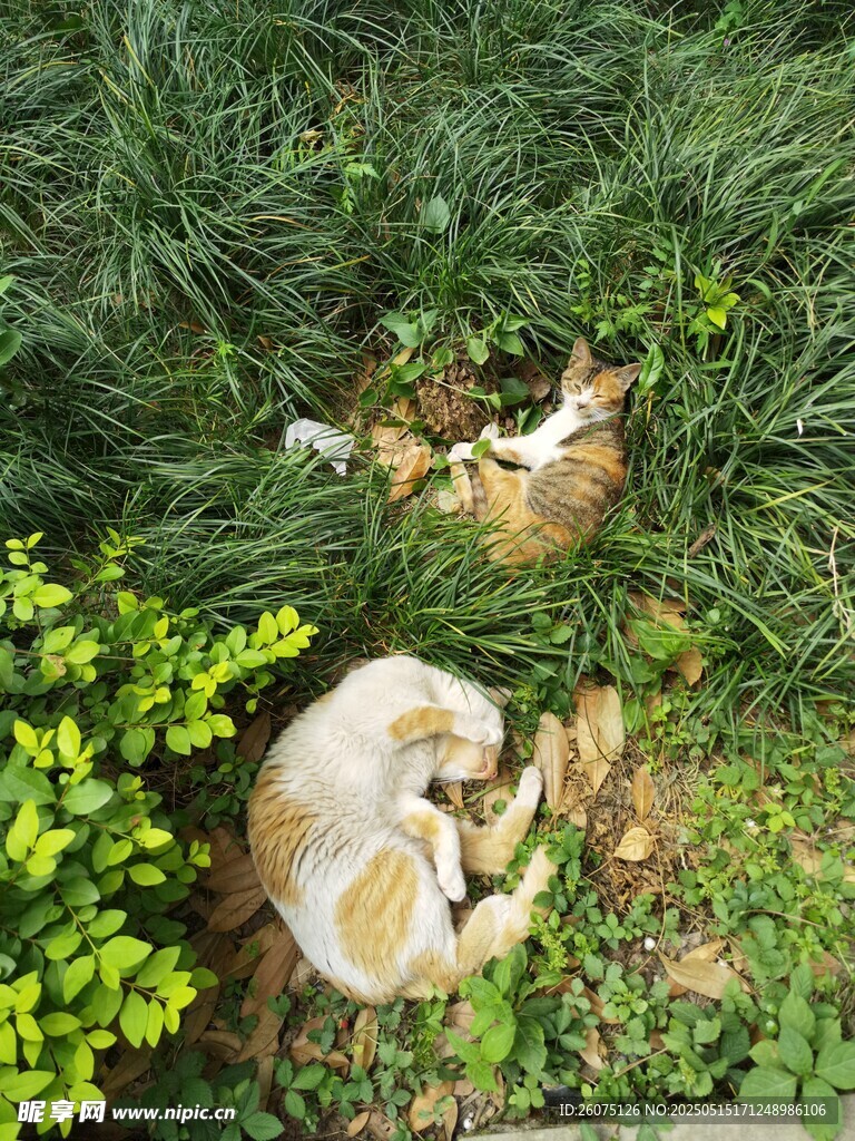 草丛猫咪 