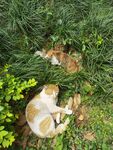 猫咪草丛