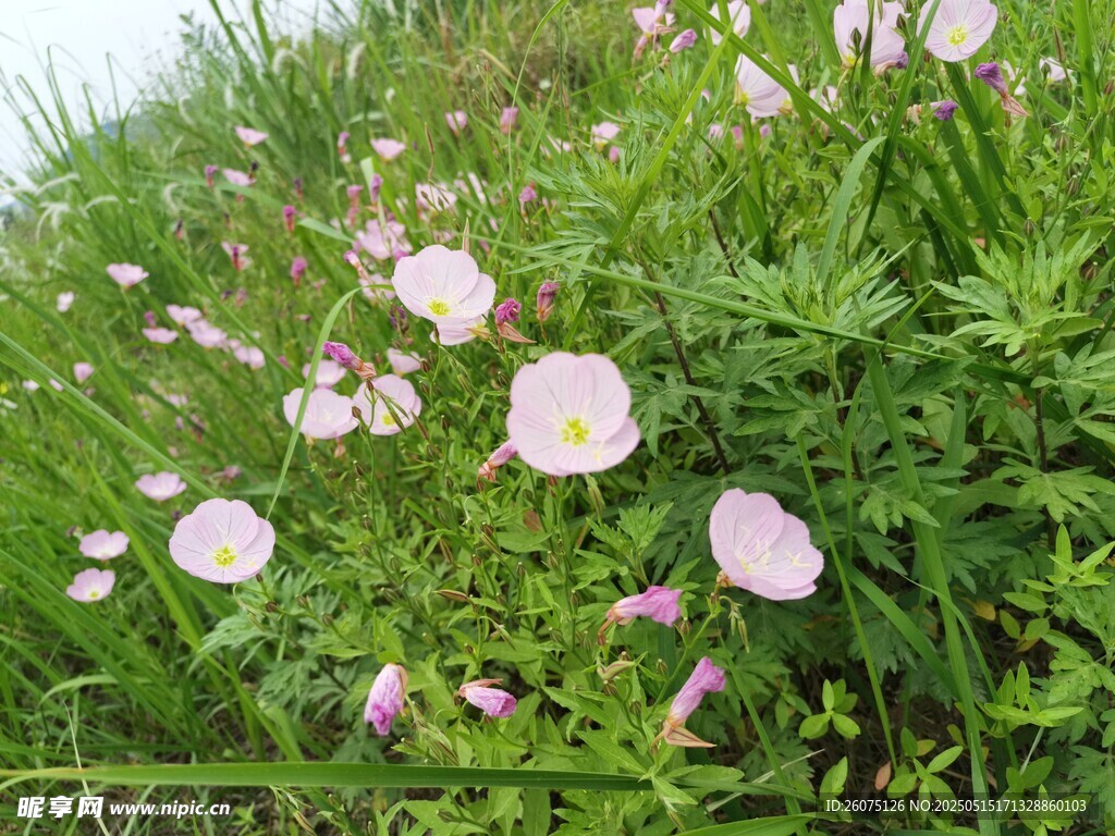 月见花