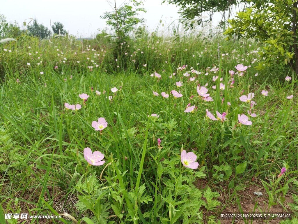 月见花