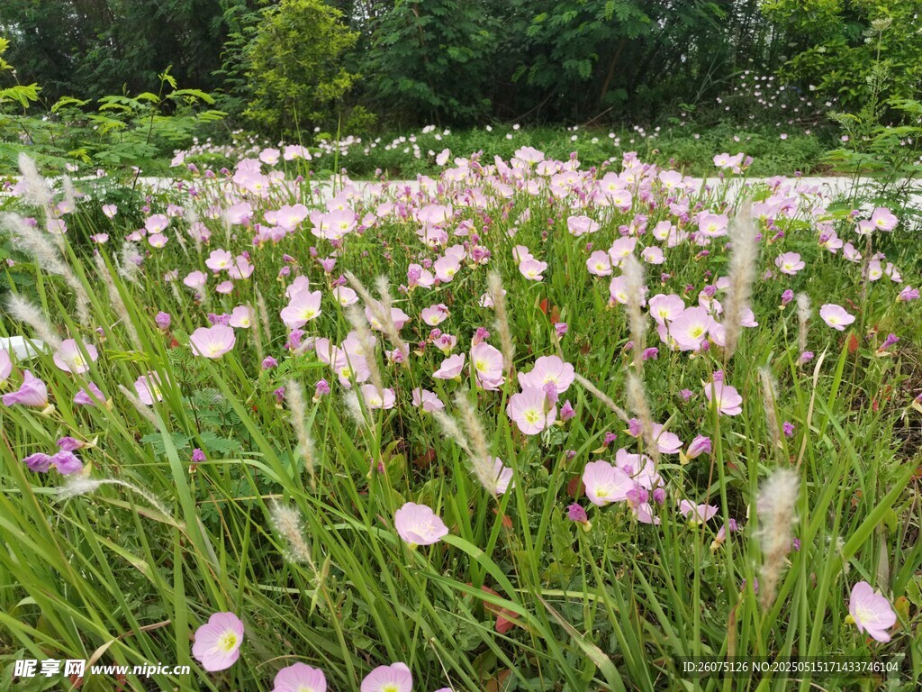 月见草