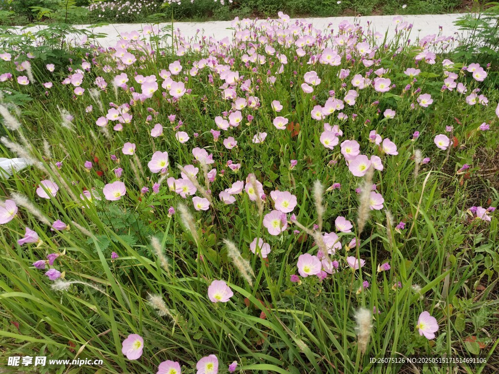 月见草花