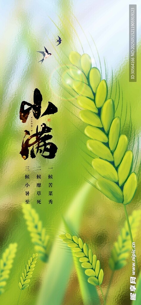 小满节气海报