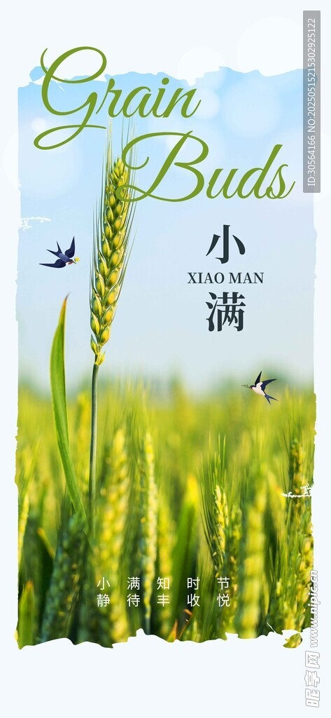 小满节气海报