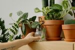 手触绿植盆栽温馨场景