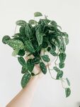 手捧翠绿斑叶植物