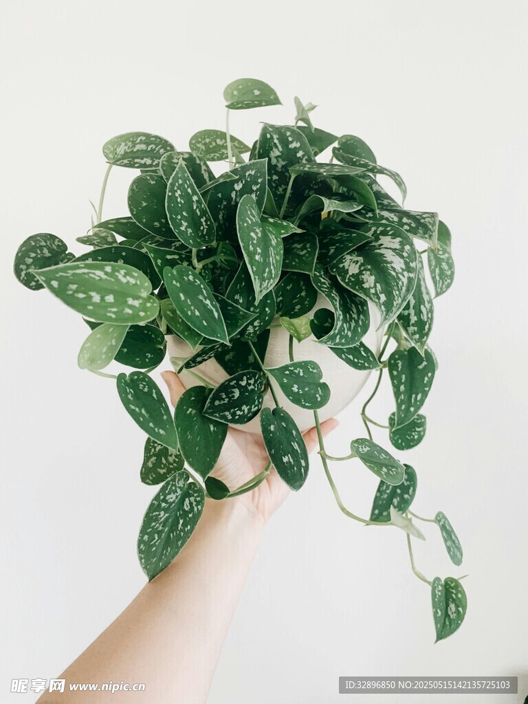 手捧翠绿斑叶植物