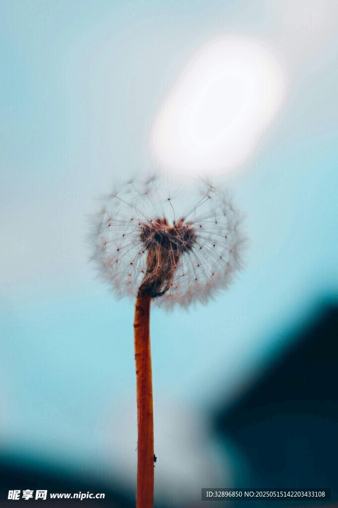 蒲公英特写轻盈梦幻之美