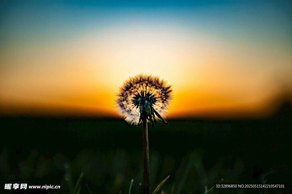 夕阳下的蒲公英