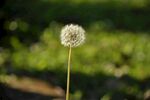 孤独蒲公英绽放于绿野