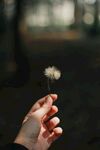 手托蒲公英的唯美瞬间