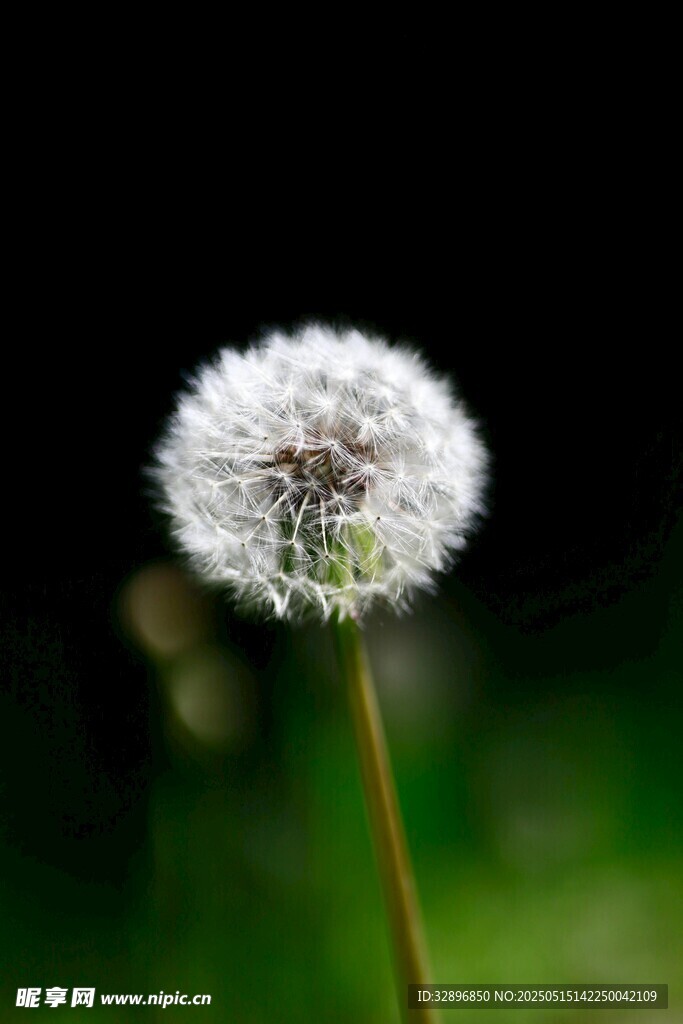 蒲公英特写轻盈的白色绒球