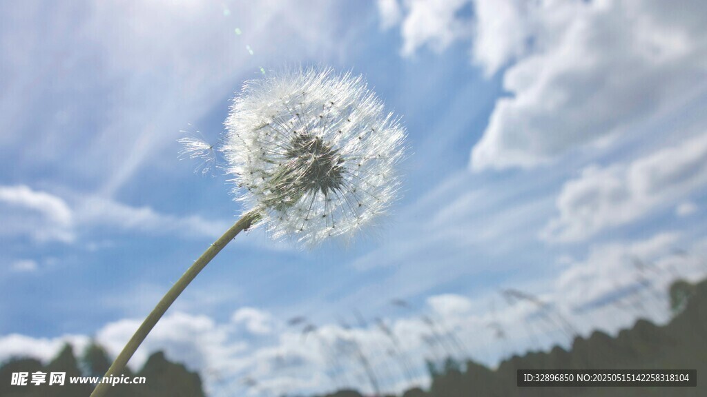 蓝天下的蒲公英