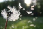 蒲公英飘散的美丽瞬间