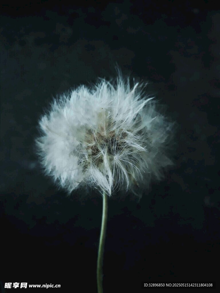 孤独蒲公英绽放于暗背景