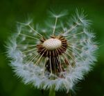 蒲公英特写轻盈种子待飞扬