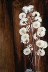 干花插瓶 简约自然之美