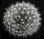 梦幻发光蒲公英球