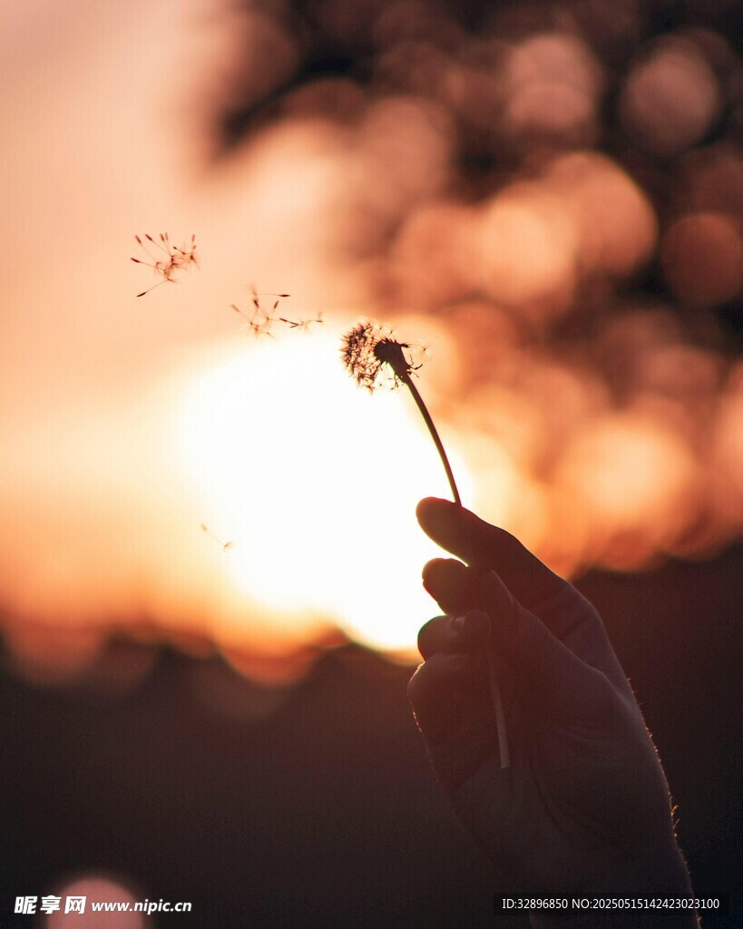 夕阳下手握蒲公英的美好