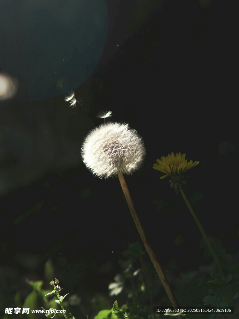 夜下蒲公英绽放的美丽