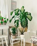 室内绿植装饰一角