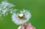 手中蒲公英 飞絮正飘散