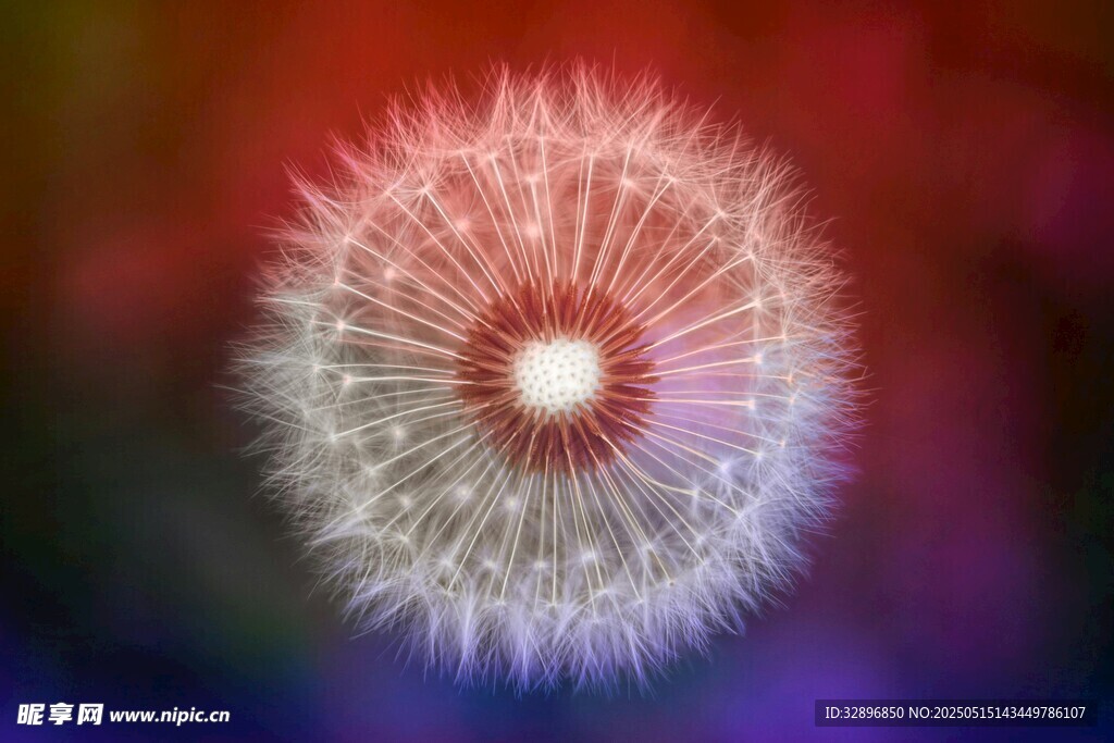 梦幻蒲公英绽放绚丽色彩