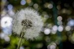 轻盈蒲公英 绽放自然之美