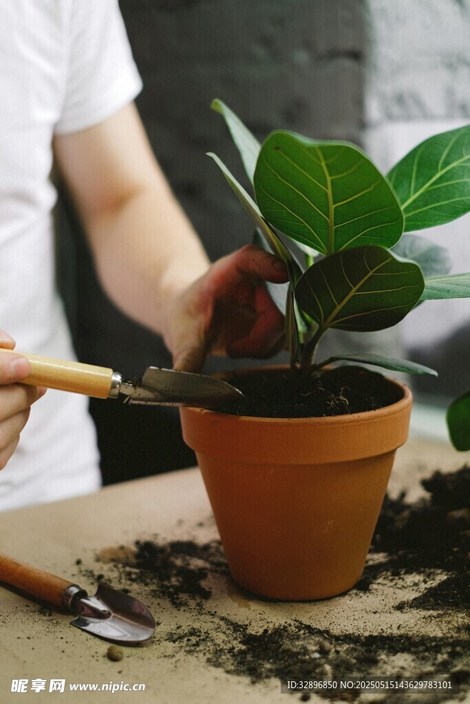 给盆栽植物换盆的瞬间
