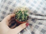 手捧小仙人球绿植盆栽