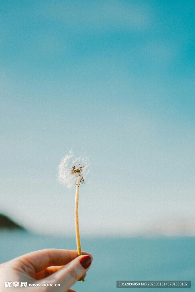 手托蒲公英于蓝天碧海间