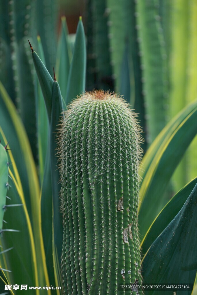 带刺的绿色仙人掌植物