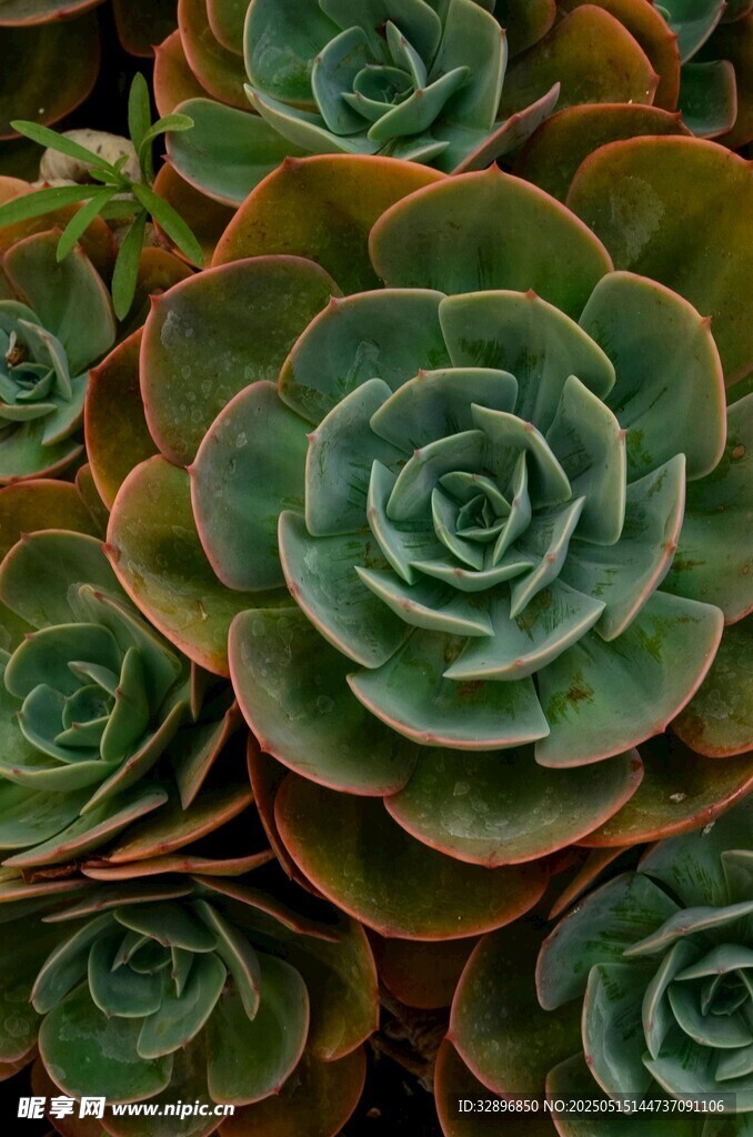 多彩多肉植物特写