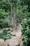 仙人掌植物小径景观