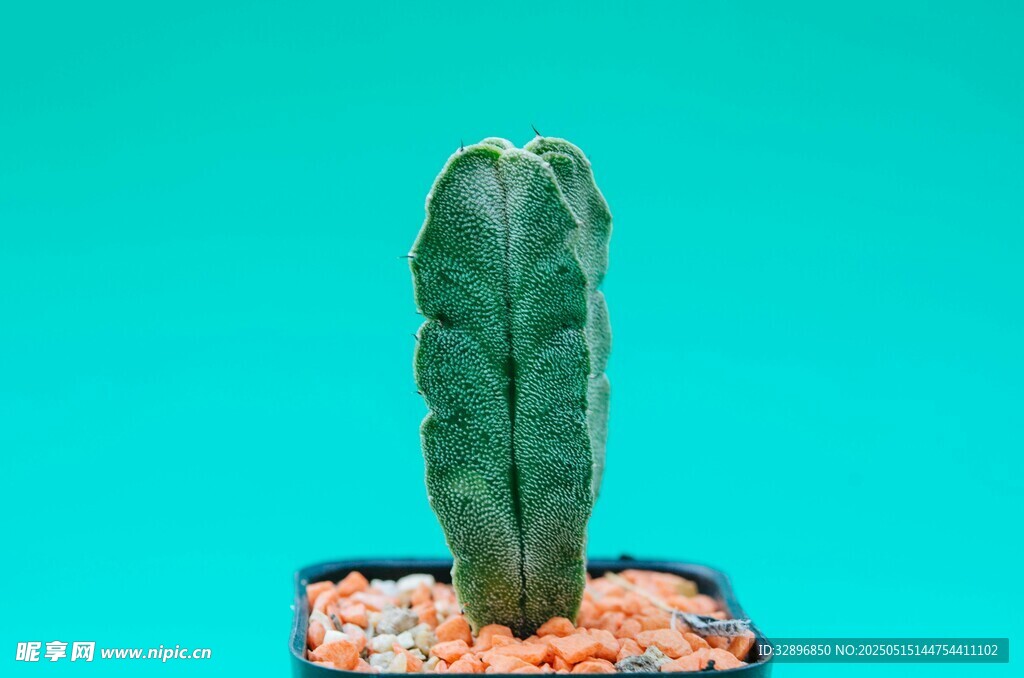 直立仙人掌盆栽