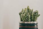 罐中仙人掌绿植小景