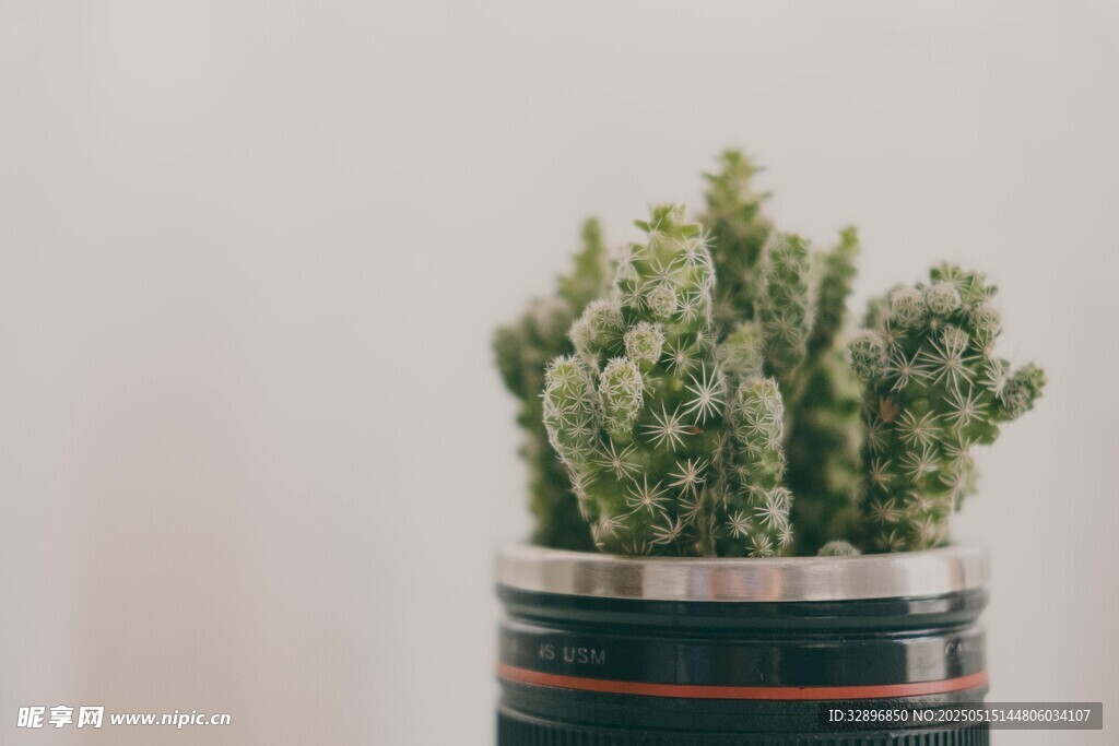 罐中仙人掌绿植小景