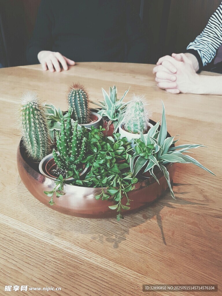木质桌上的多肉植物组合